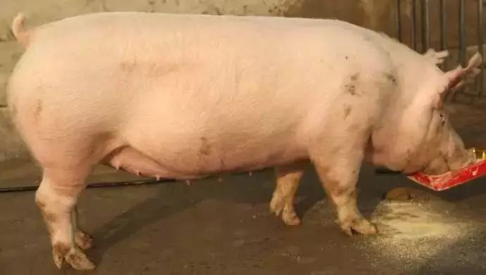 养殖户一直不重视的一件事，拉粪团不能忽视，点进来教你解决