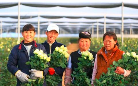 花从斗南来:每朵鲜花背后的故事