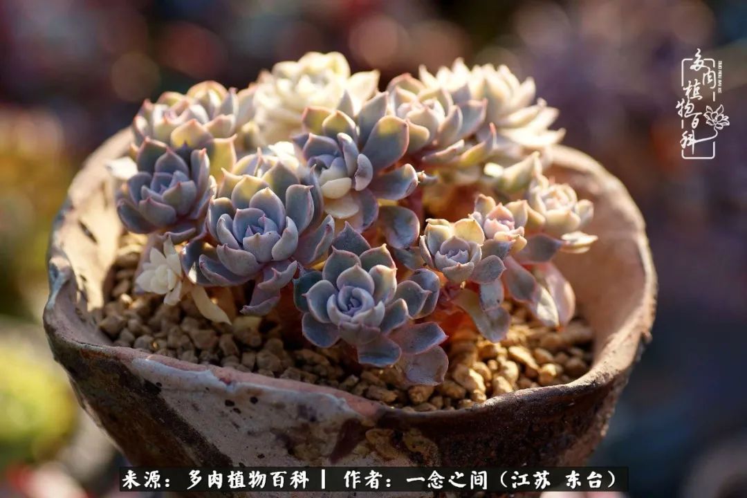 一见多肉误终生,一见多肉误终生从此入了养花坑