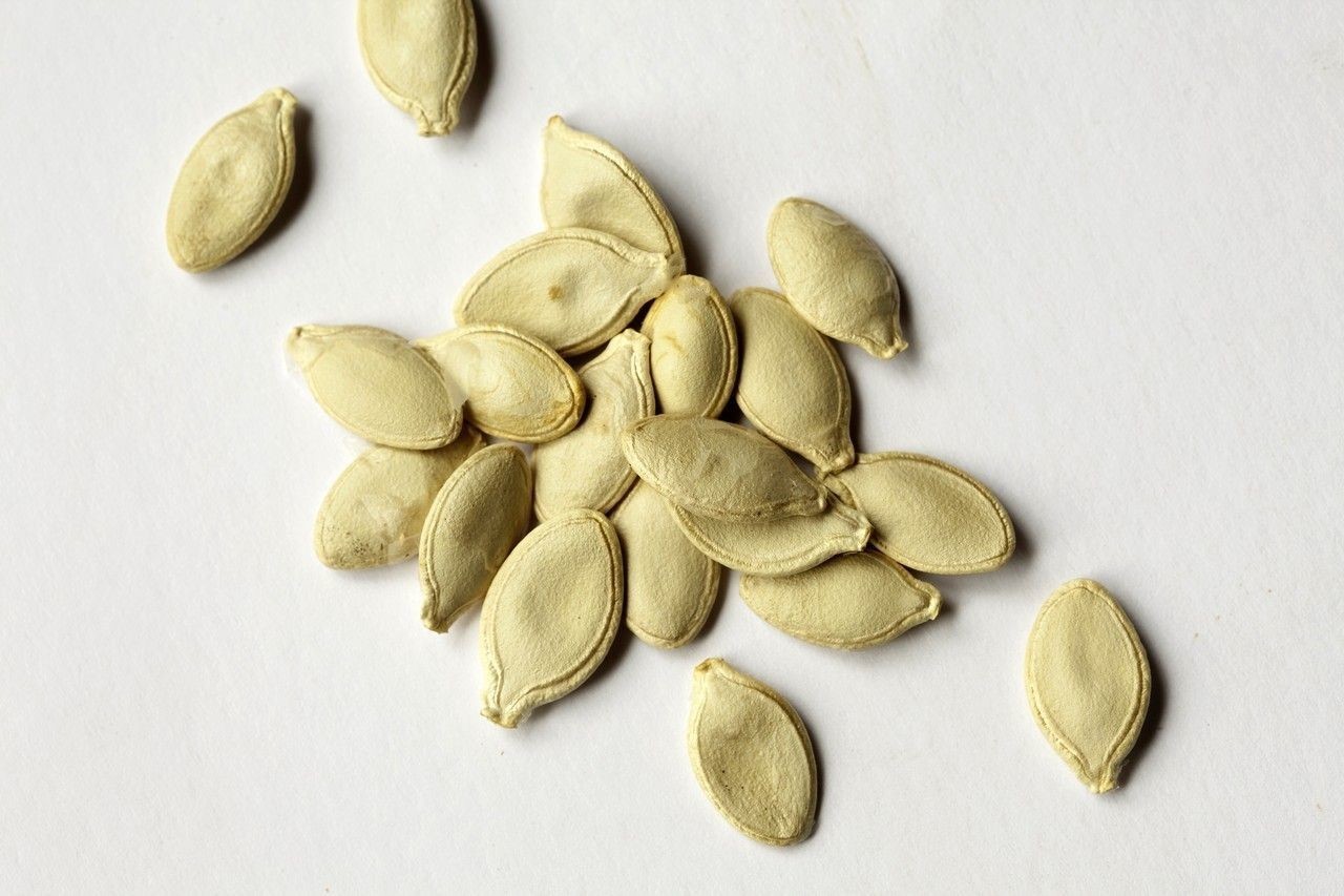 西葫芦怎么种植产量高,西葫芦安全优质高效栽培技术