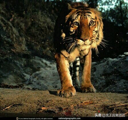 巴梅拉雄虎,传奇虎王战斗视频