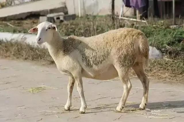 中国特有的一个羊品种,中国特色羊有哪些