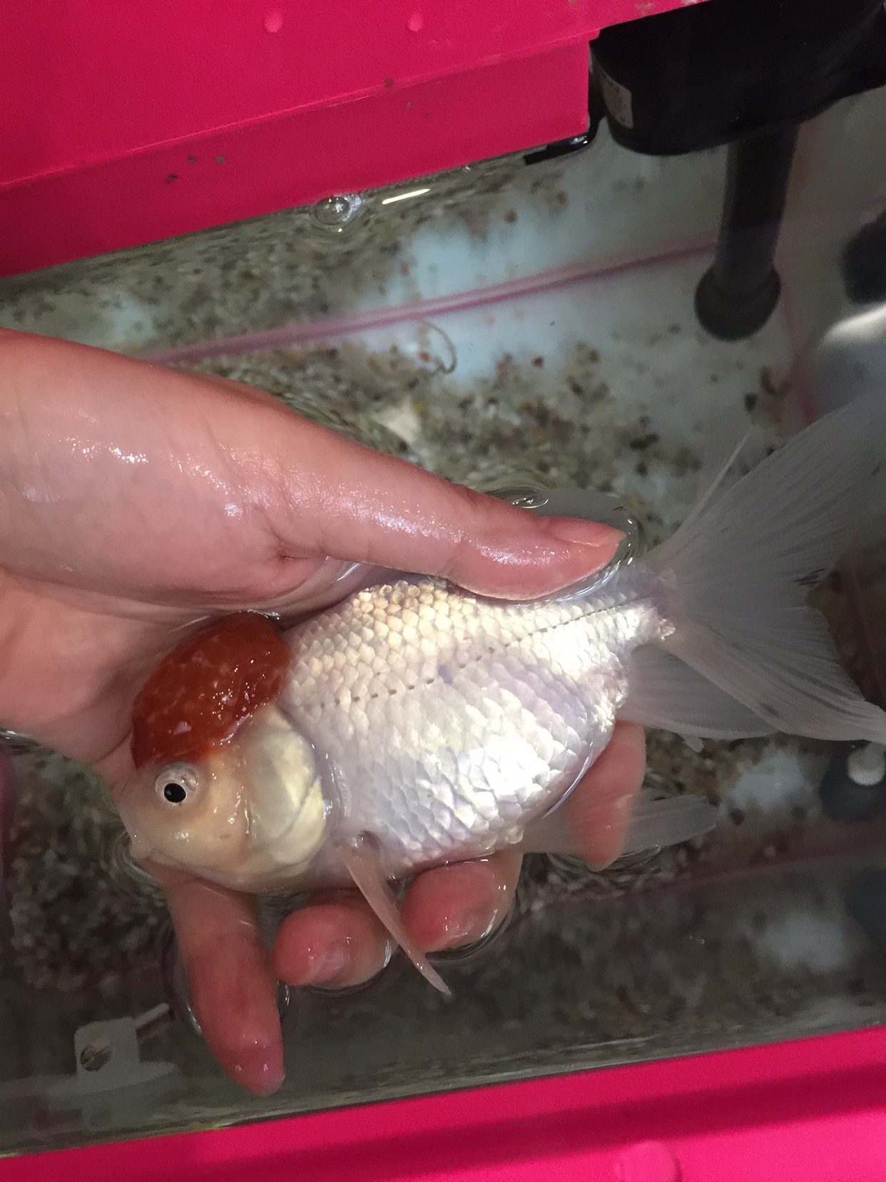 金鱼痘疮病介绍,金鱼得了痘疹怎么治疗