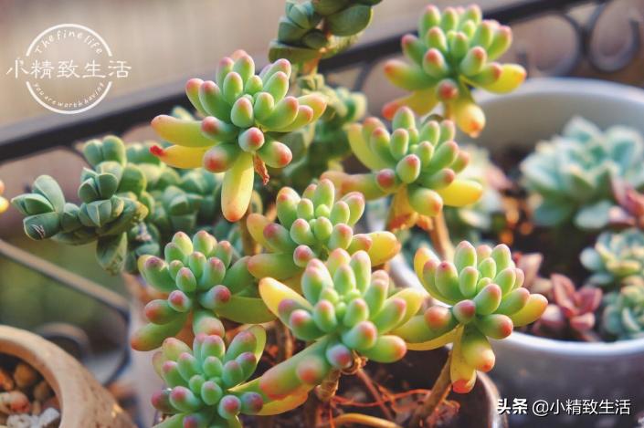 多肉植物掉叶是何原因,多肉植物最近有部分掉叶是何原因