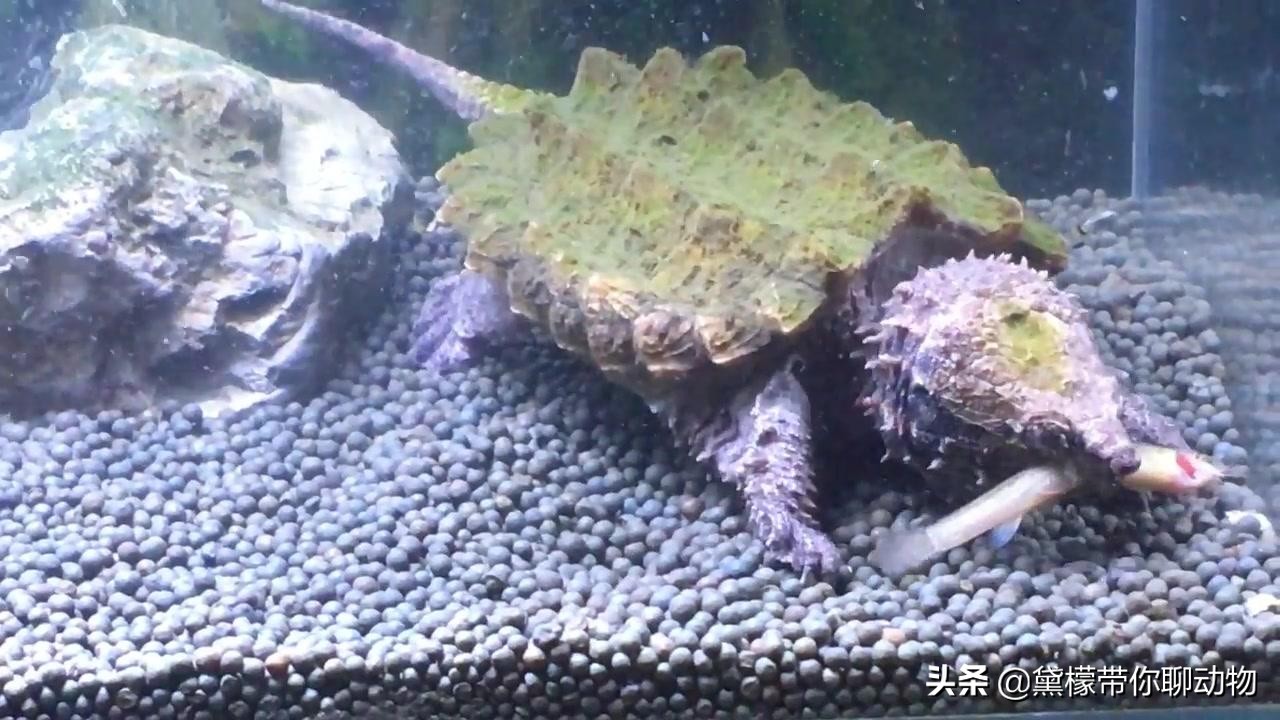 大鳄龟塌背翘甲怎么办,大鳄龟塌背是啥样的