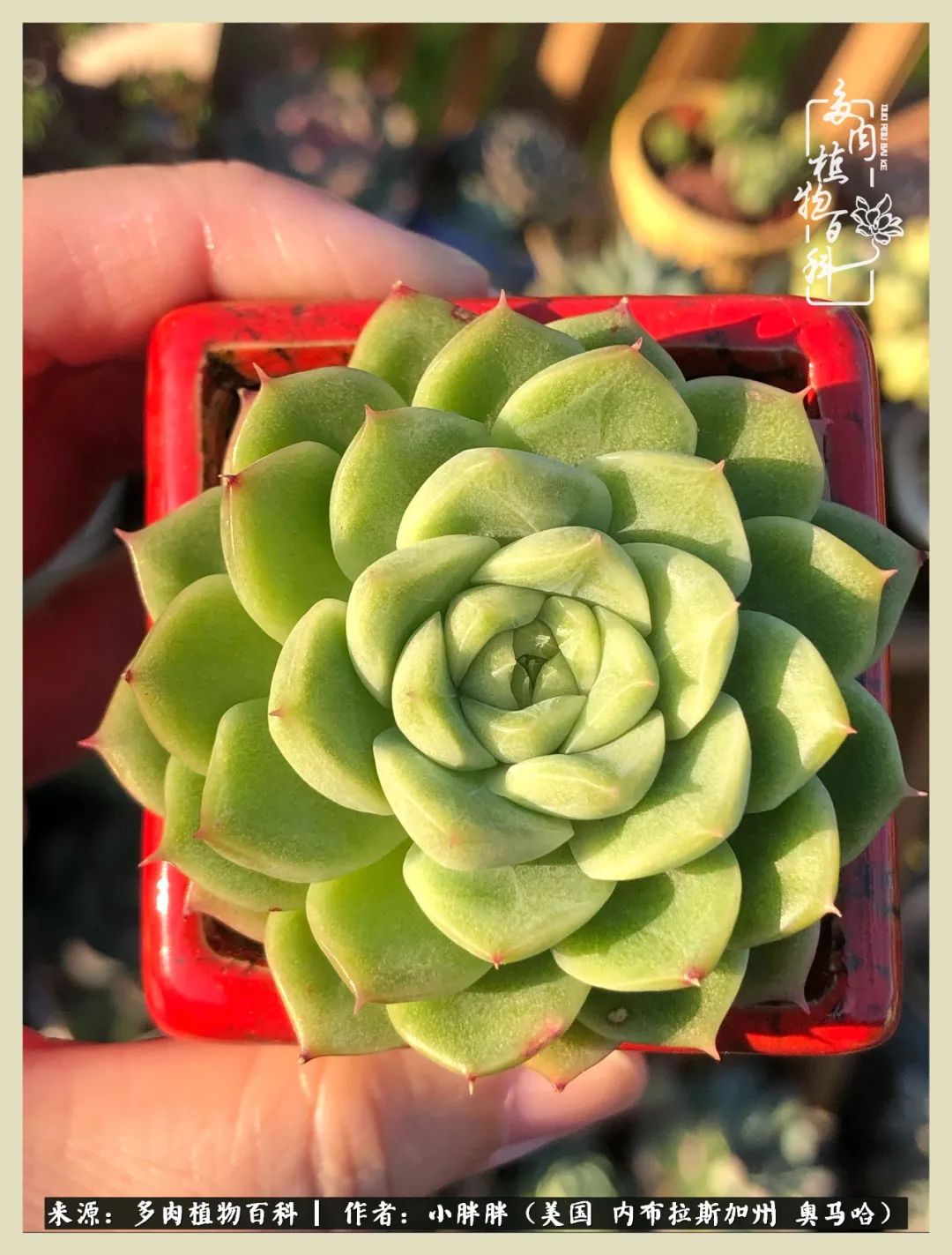 多肉小白入坑攻略,多肉中的鄙视链