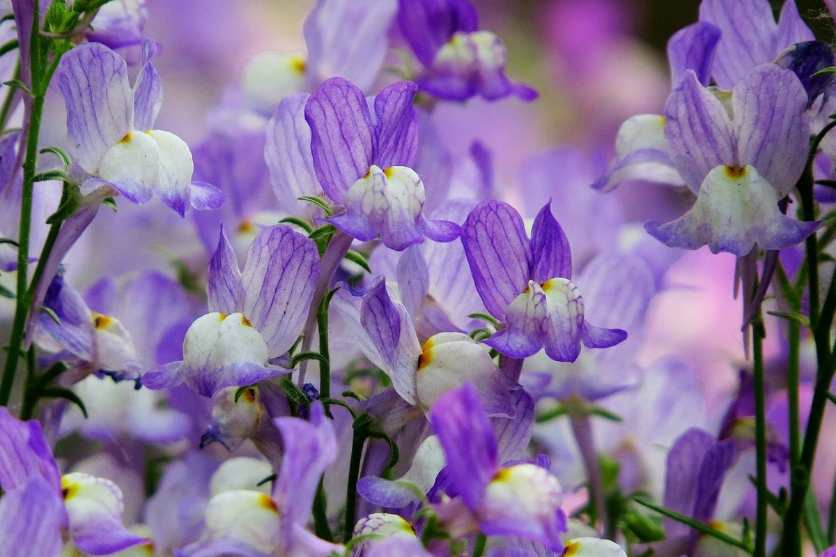 100种常见花卉图谱，收藏起来慢慢看，从此识花不求人