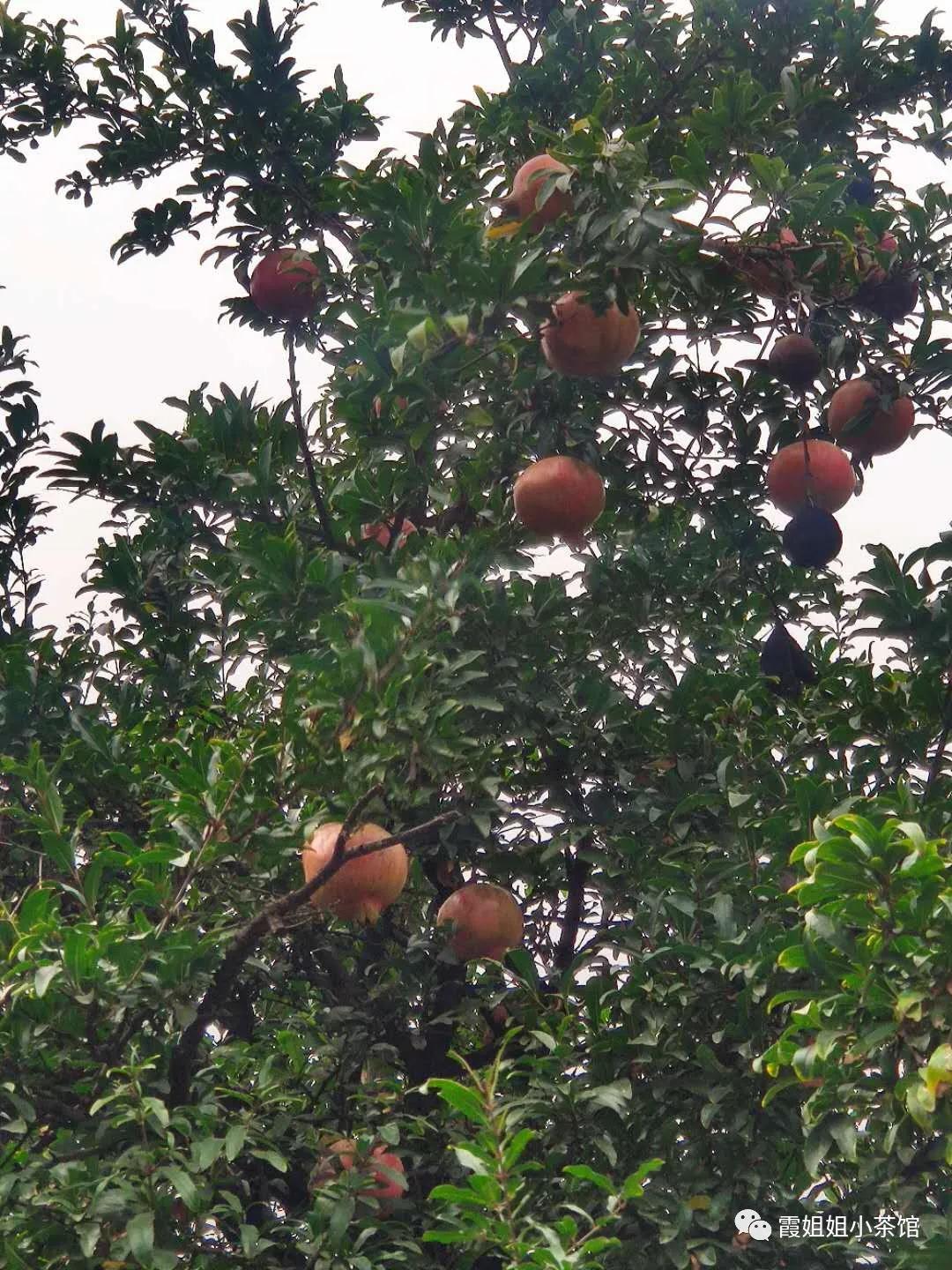 秋天的思念原唱,秋天的思念完整版