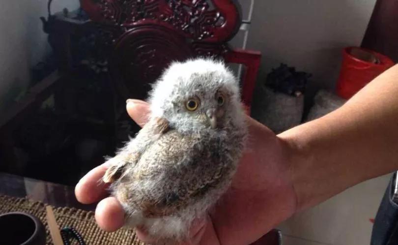 有多少南京人，获得过猫头鹰的祝福