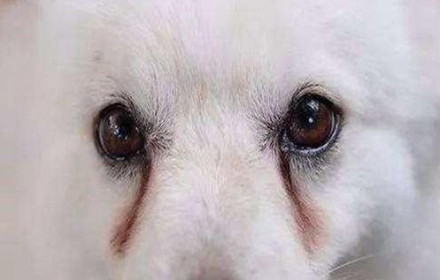 萨摩耶如何消除泪痕,萨摩耶有泪痕好治疗吗