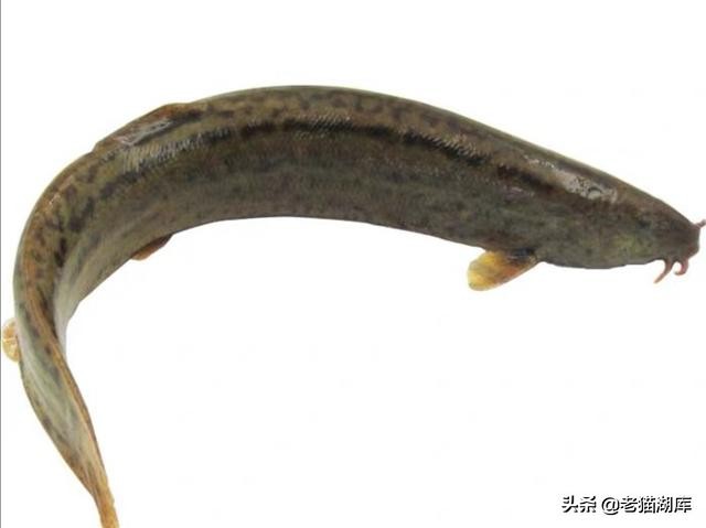 户外泥鳅钓鱼技巧和方法,野钓泥鳅多怎么办