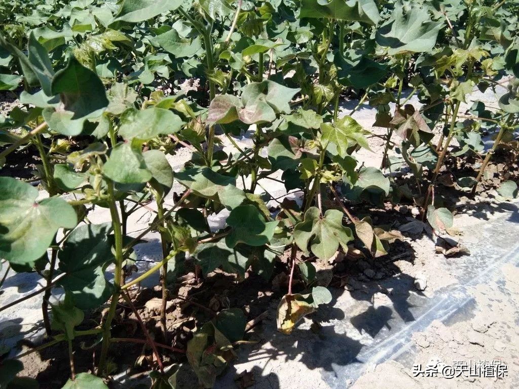 农作物病虫害情报第十期,2022年病虫情报第四期