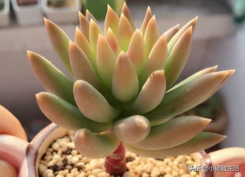 10种公认最好养好养的多肉老桩,比较好养的多肉老桩