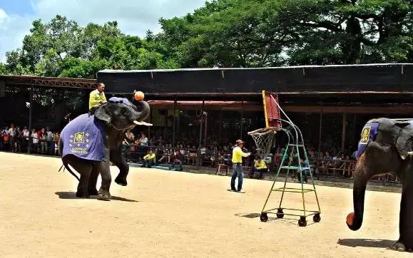 小飞象真实事件,小飞象的真实故事