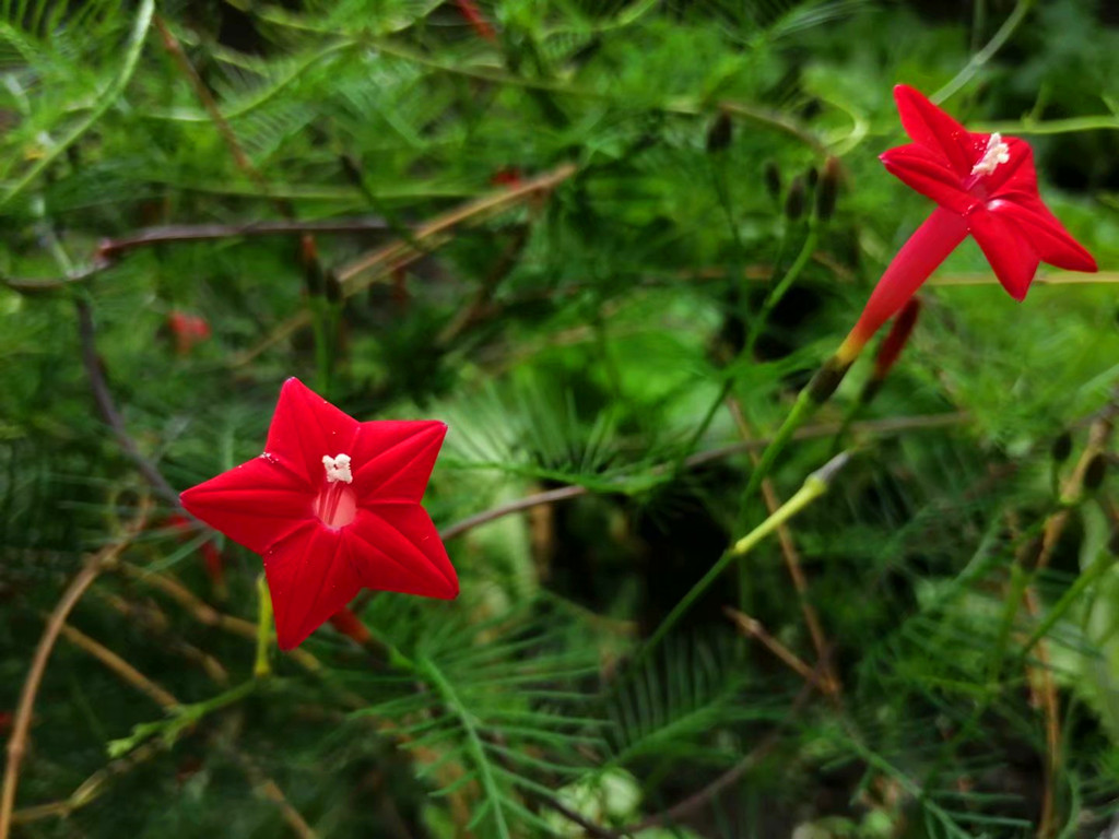 花卉黄叶病的治疗方法,花草有黄叶斑点问题