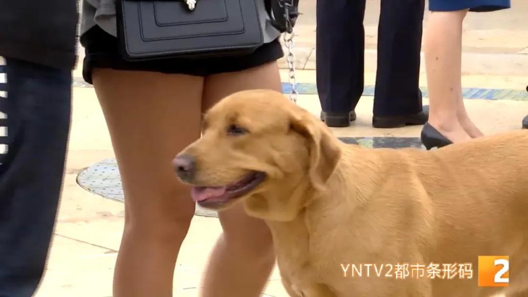 八旬老人被狗绳绊倒身亡如何避免,老人被狗绳绊倒是什么狗