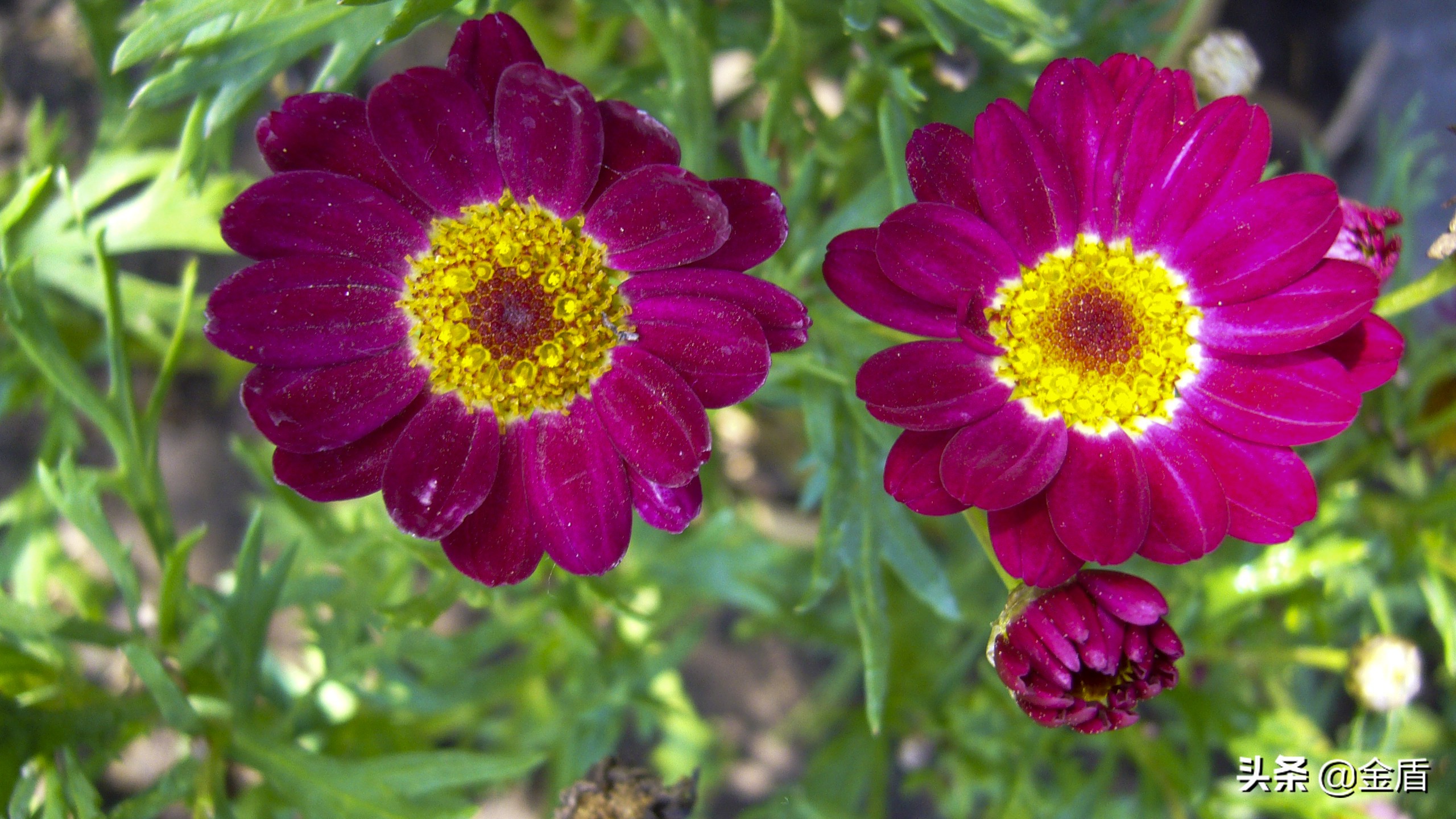 木茼蒿图文,五彩斑斓的观叶植物