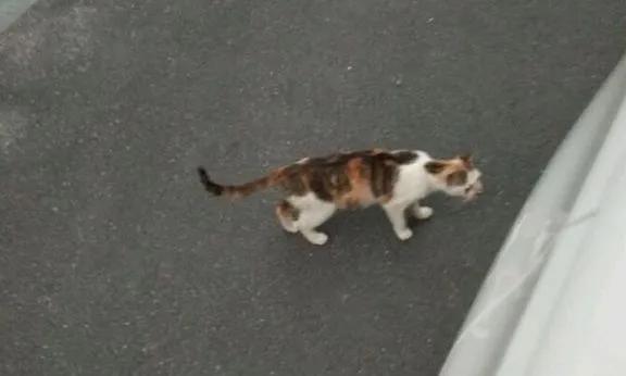 田园三花猫聪明吗,田园三花猫是招财猫吗