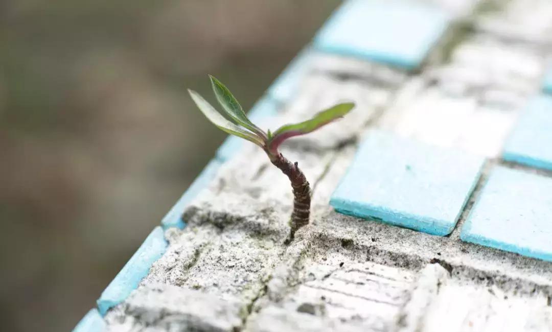 林清玄历尽万般红尘劫,林清玄人生得意须尽欢