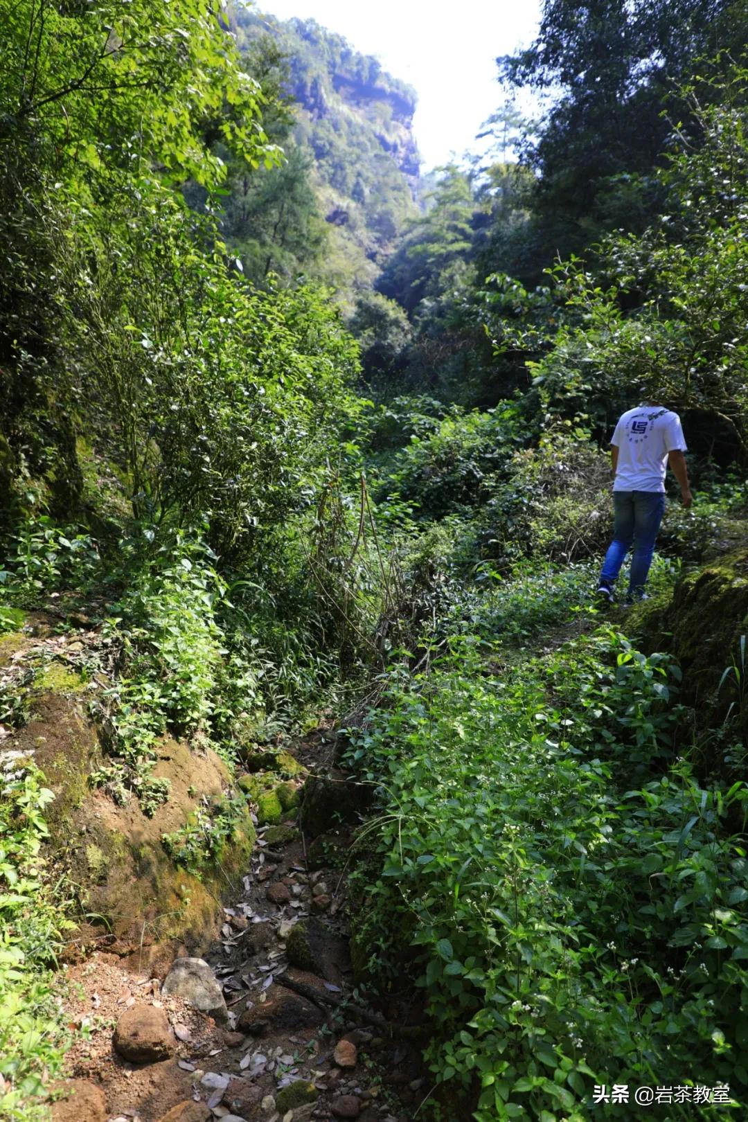 武夷山岩茶正岩山场详细介绍,岩茶玩家牛栏坑肉桂