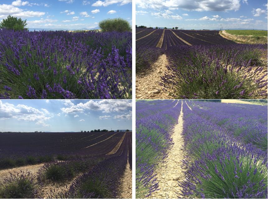 欧游散记原文,欧游散记无注释版