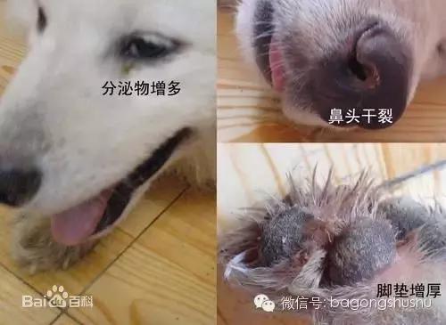 狗狗犬瘟症状,犬瘟热那些事