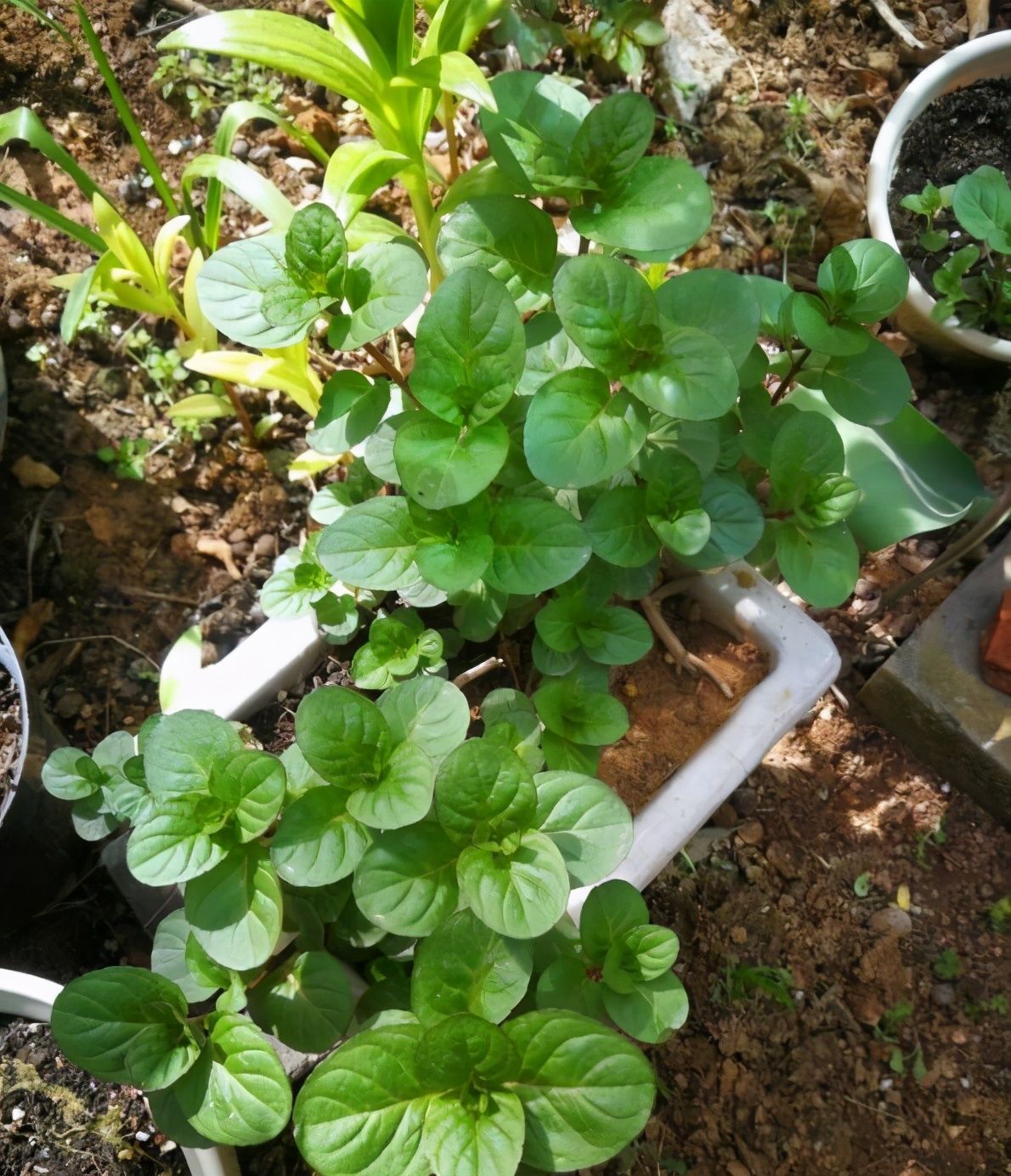 邻居盆栽多蚊虫怎么办呢,邻居养花滋生蚊虫怎么解决