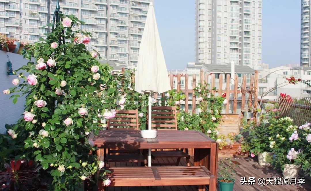 如何打造四季开花的花园,如何打造四季都有花的花园