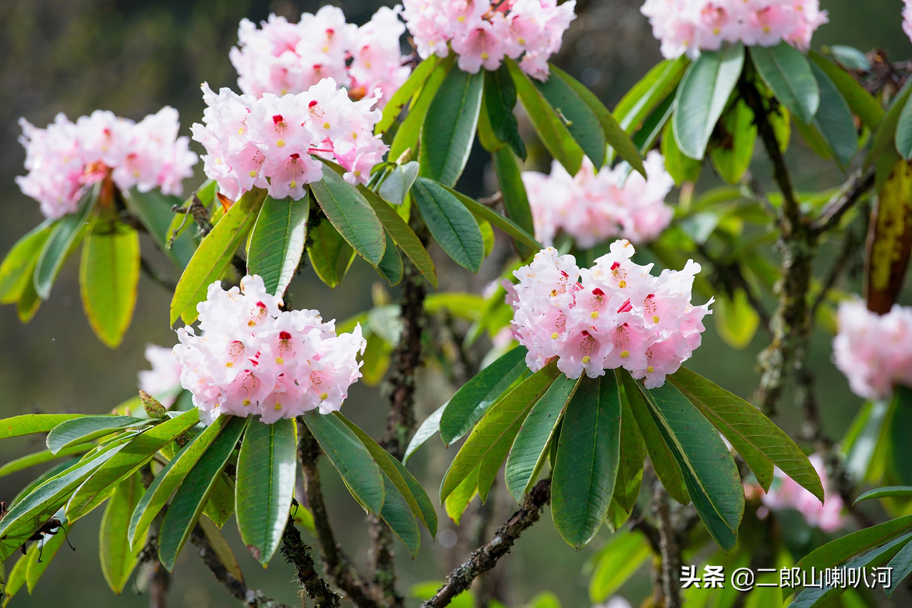 去喇叭河景区,去喇叭河玩住哪里