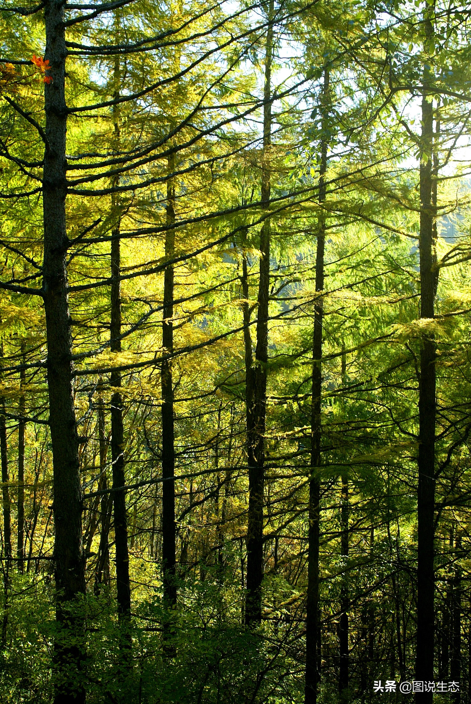 写出最真实的塞罕坝，永远是居住在塞罕坝的主人，请听他们如何说