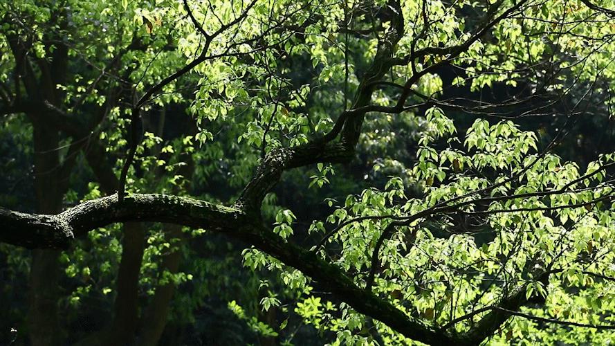 凤和风的区别是什么,凤和风是一个意思吗