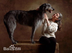 宠物狗大全免费观看,什么狗最好养又听话又聪明大型犬