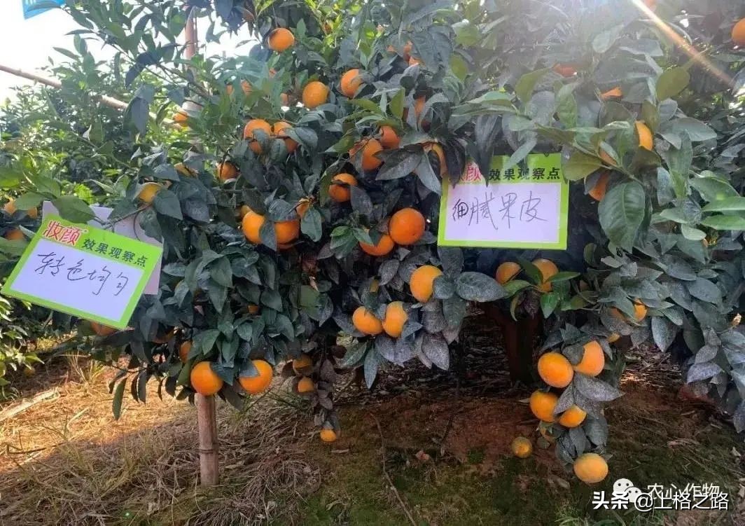 沃柑转色期可以用农药助剂么,沃柑转色期能喷钙吗