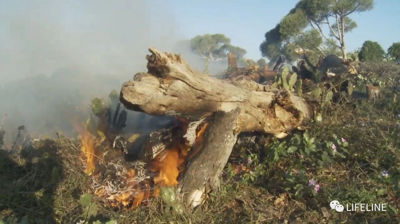 龟中“考拉”，请别让我们的孩子在博物馆见到它们...