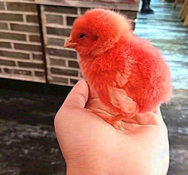 养小鸡的后果,养小鸡一年舍不得杀怎么办