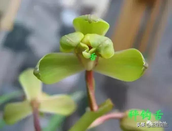 兰花知识大全100种,兰花鉴赏术语100条