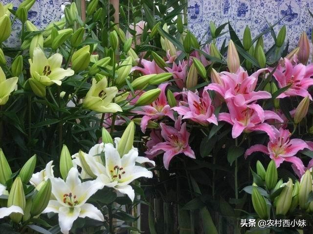 香水百合怎么养才会花开不断,如何养香水百合才可以养好呢
