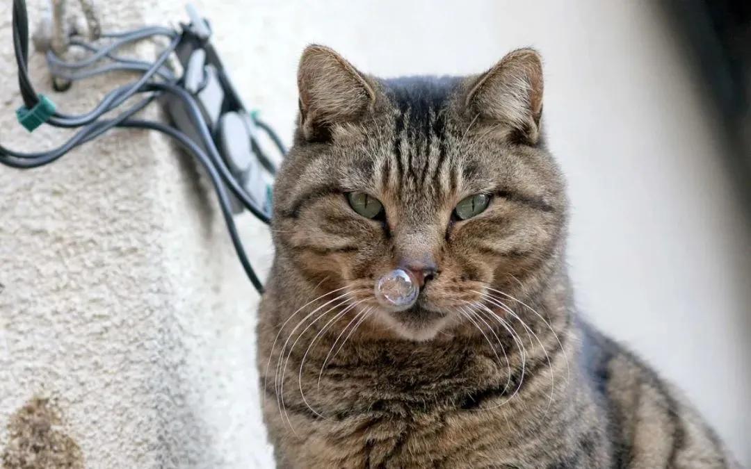 一只猫感冒打喷嚏,一只猫感冒连打20个喷嚏