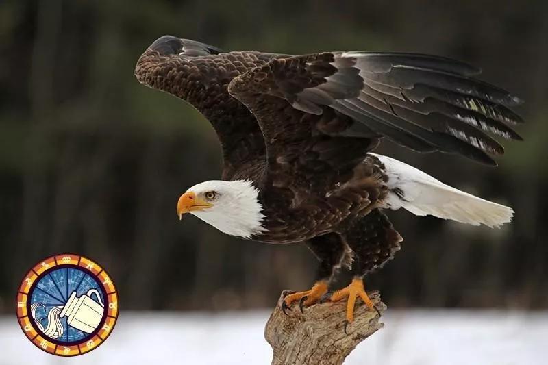 十二星座运势野兽,如何知道自己星座最适合的动物