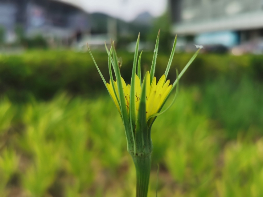 青岛高新区的公园让人们享受,青岛有个特别美的地方