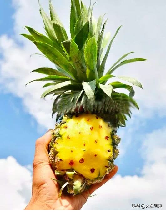 湛江菠萝海在哪个地方,湛江的菠萝海在哪里