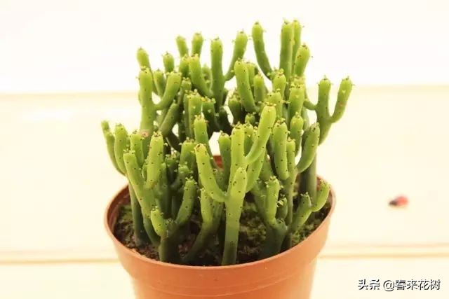 光棍树养殖方法,招财光棍树怎么样扦插