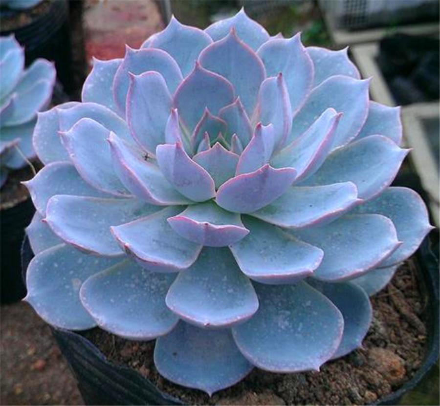 蓝石莲多肉度夏怎么养,蓝石莲耐寒多少度