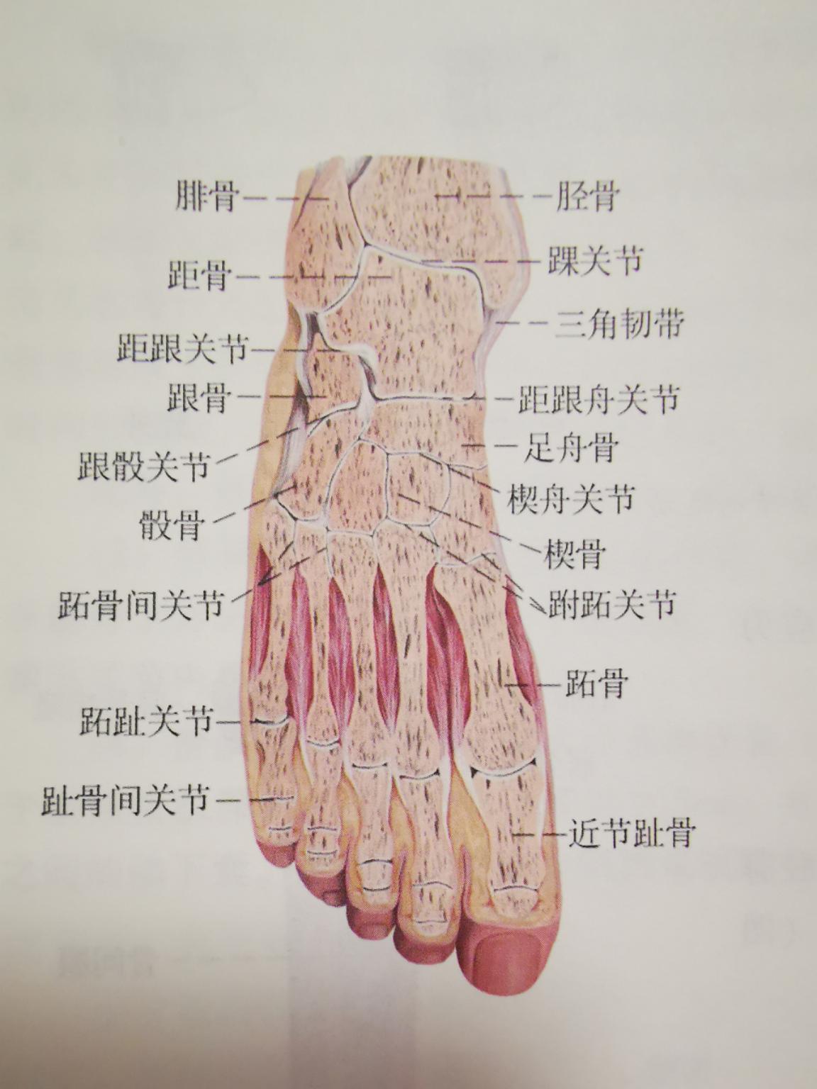 踝关节扭伤陈年旧伤如何康复,踝关节扭伤后下楼梯怎么康复