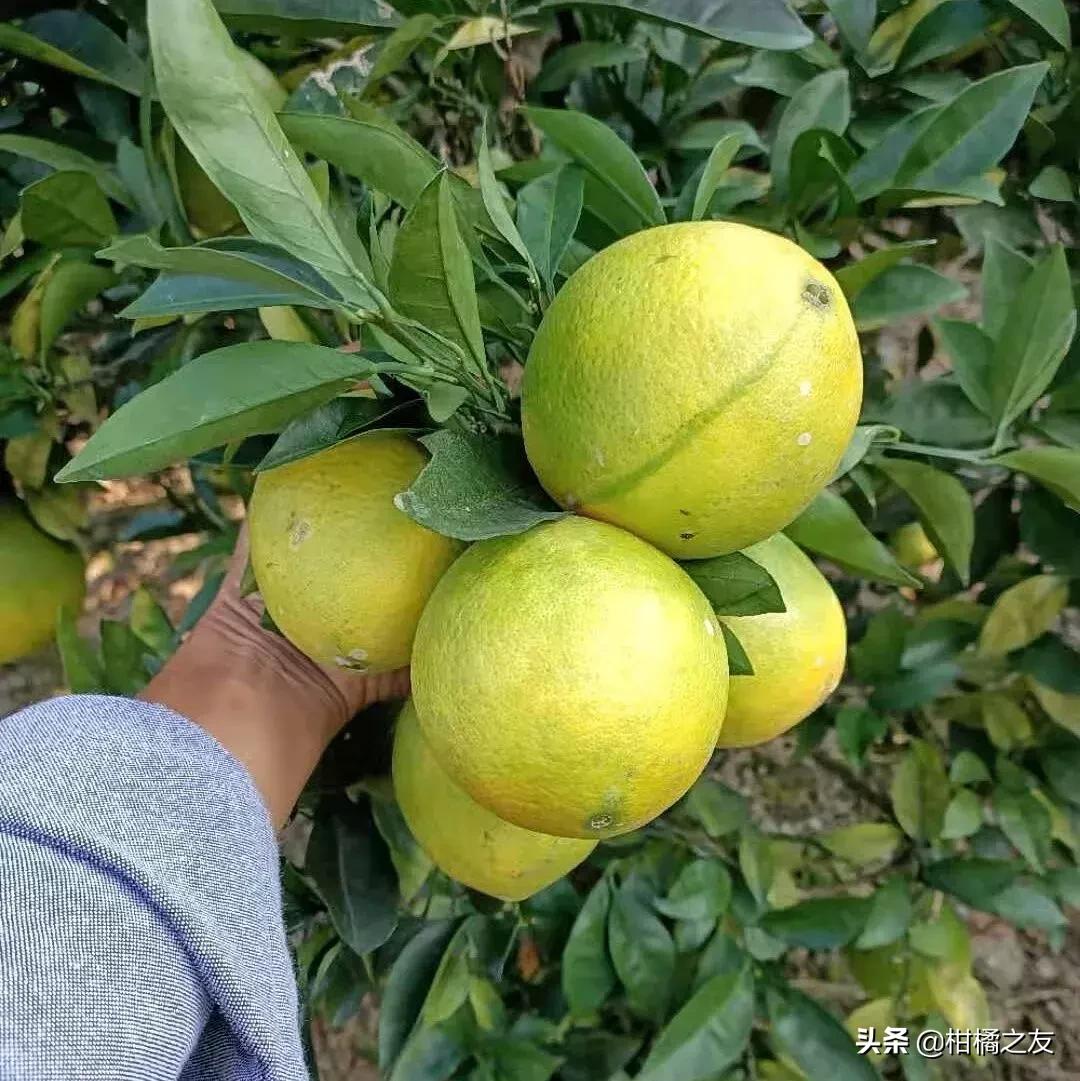 陕西金秋砂糖桔收购价,今日果价沙糖桔