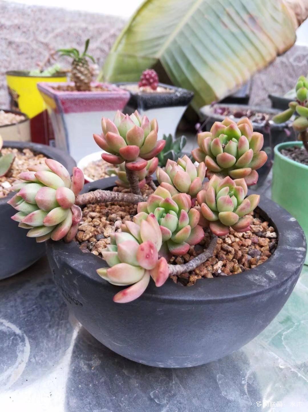 才两个月，多肉的颜值就被夏天偷走了