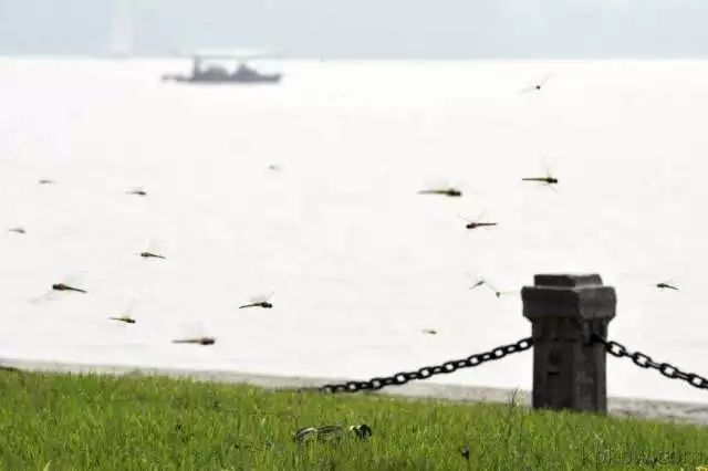蜻蜓大批飞是什么征兆,蜻蜓在空中突然消失给人什么感觉