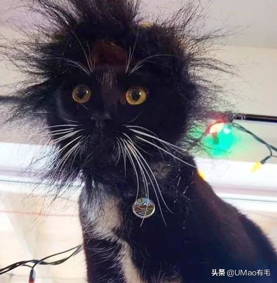 不许猫咪咬东西,不要溺爱猫咪