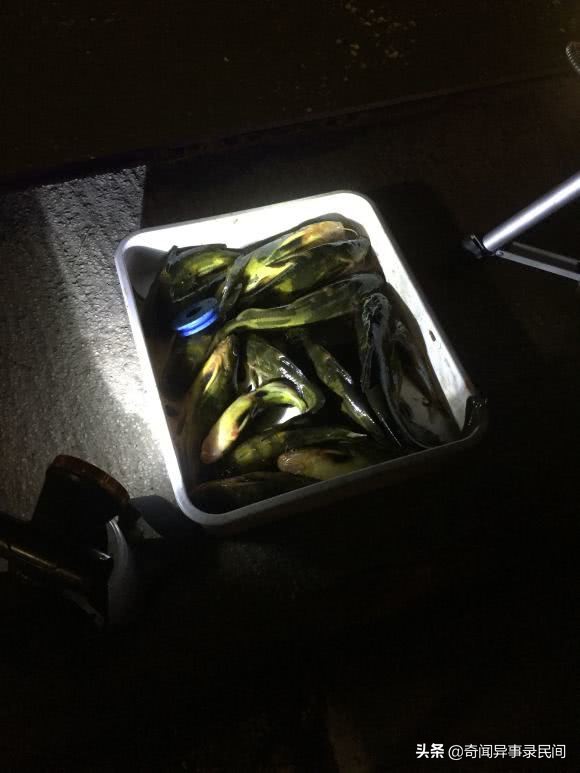 黄颡鱼泛滥,浙江黄颡鱼