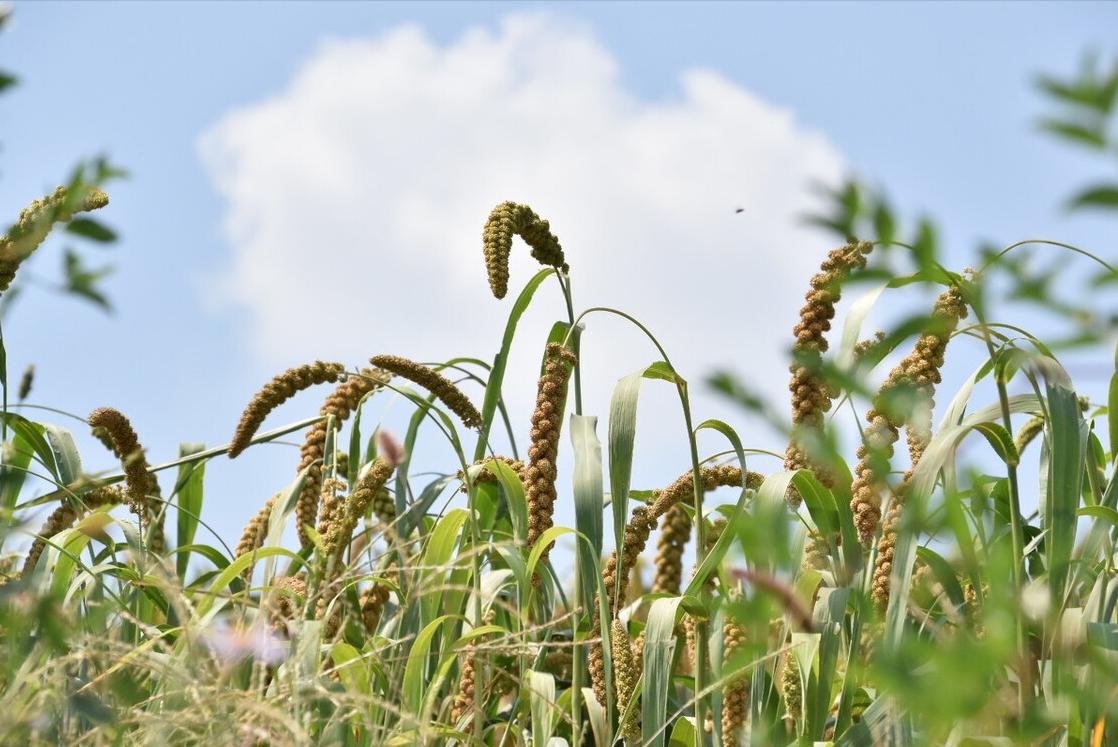白斑初期如何干预,白斑初期怎么治吃什么药